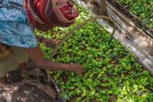 Kayonza - Tea plantlets at Kayonza Tea Factory - Credit Solidaridad & Joshua Rukundo.jpg