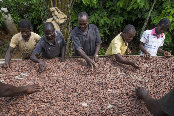 Ecookim smallholder farmer members drying their cocoa beans.