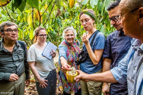 Sampling from a fresh ripe cocoa pod Sampling cocoa beans